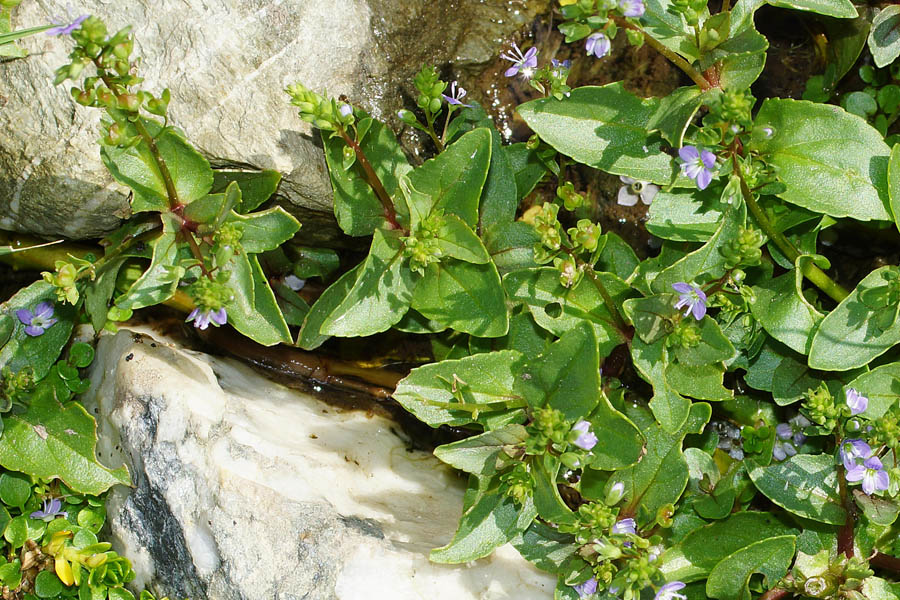 Veronica anagallis-aquatica